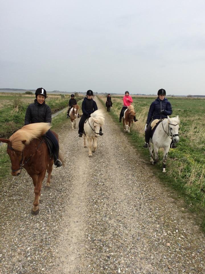 Anden særlig race Tulle billede 19