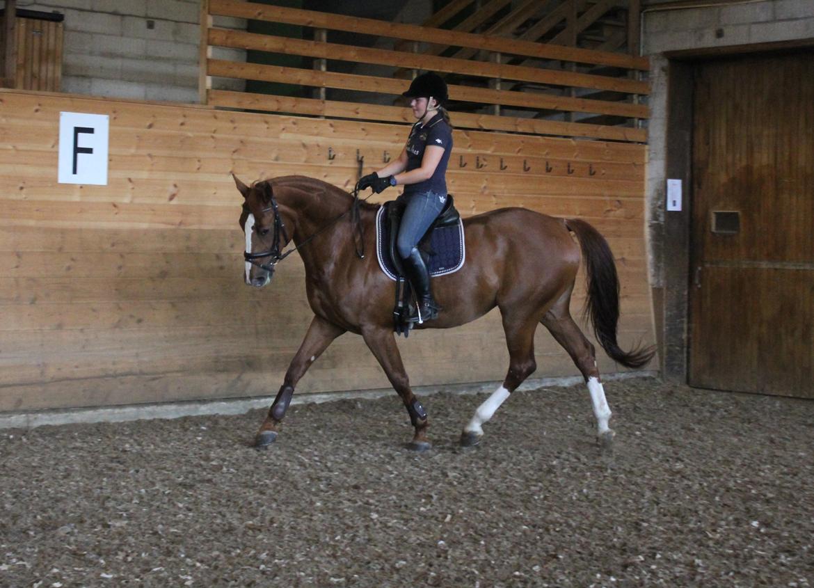 Dansk Varmblod Red Passion - Træning 27/7-2014. Det begynder at gå fremad. Jeg elsker den hest <3 billede 8