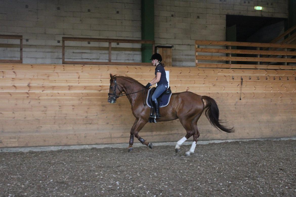 Dansk Varmblod Red Passion - Træning 27/7-2014. Galoppen er så fed - og lidt op ad bakke! :-) Arbejder på min opstilling :-) billede 20