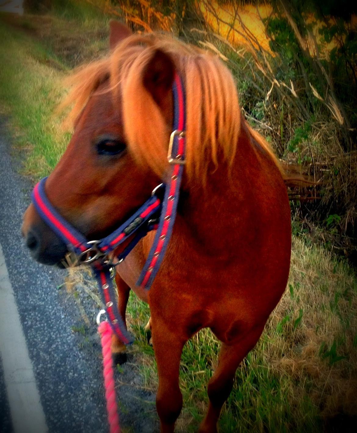 Shetlænder Maddie billede 5