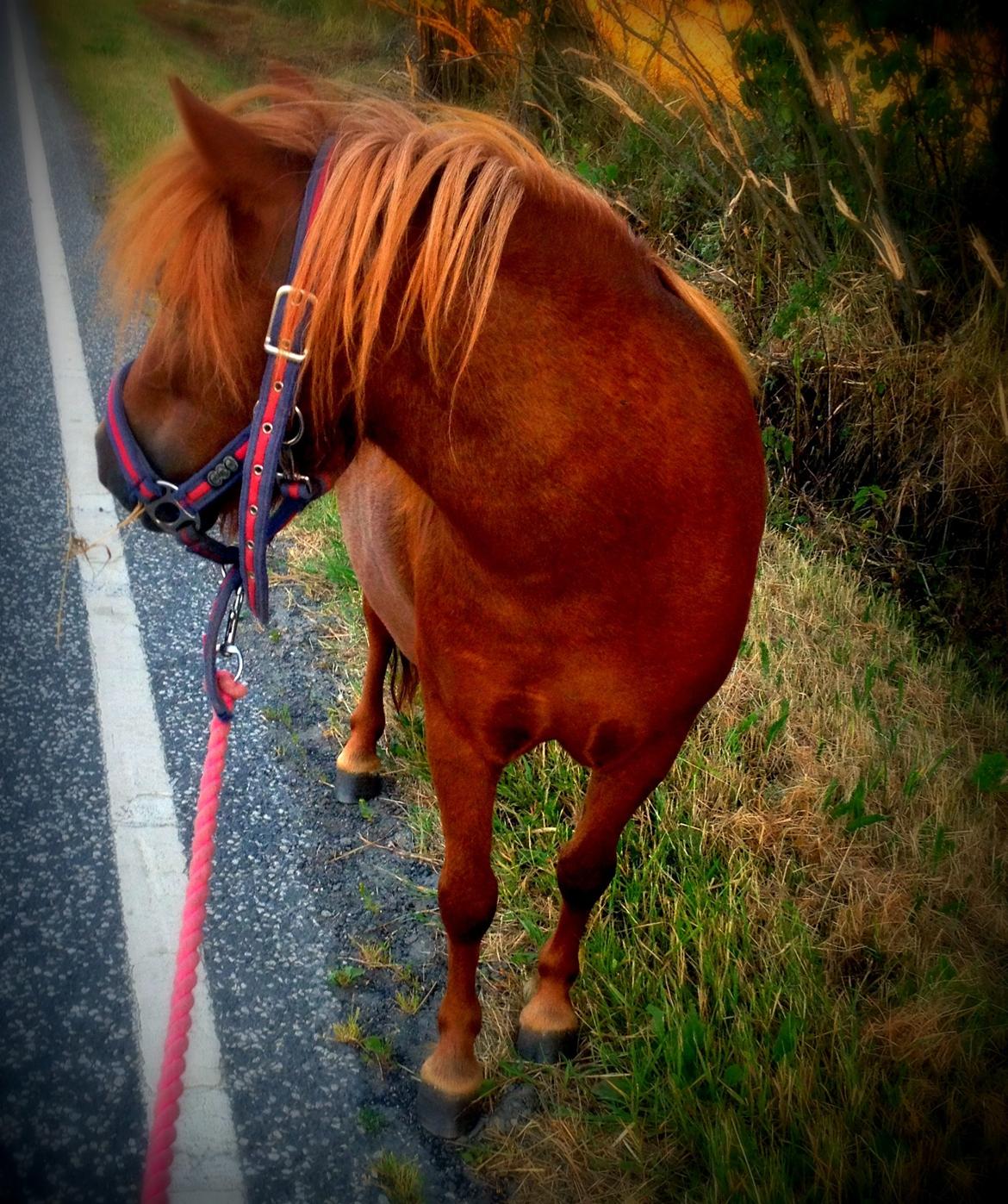 Shetlænder Maddie billede 6