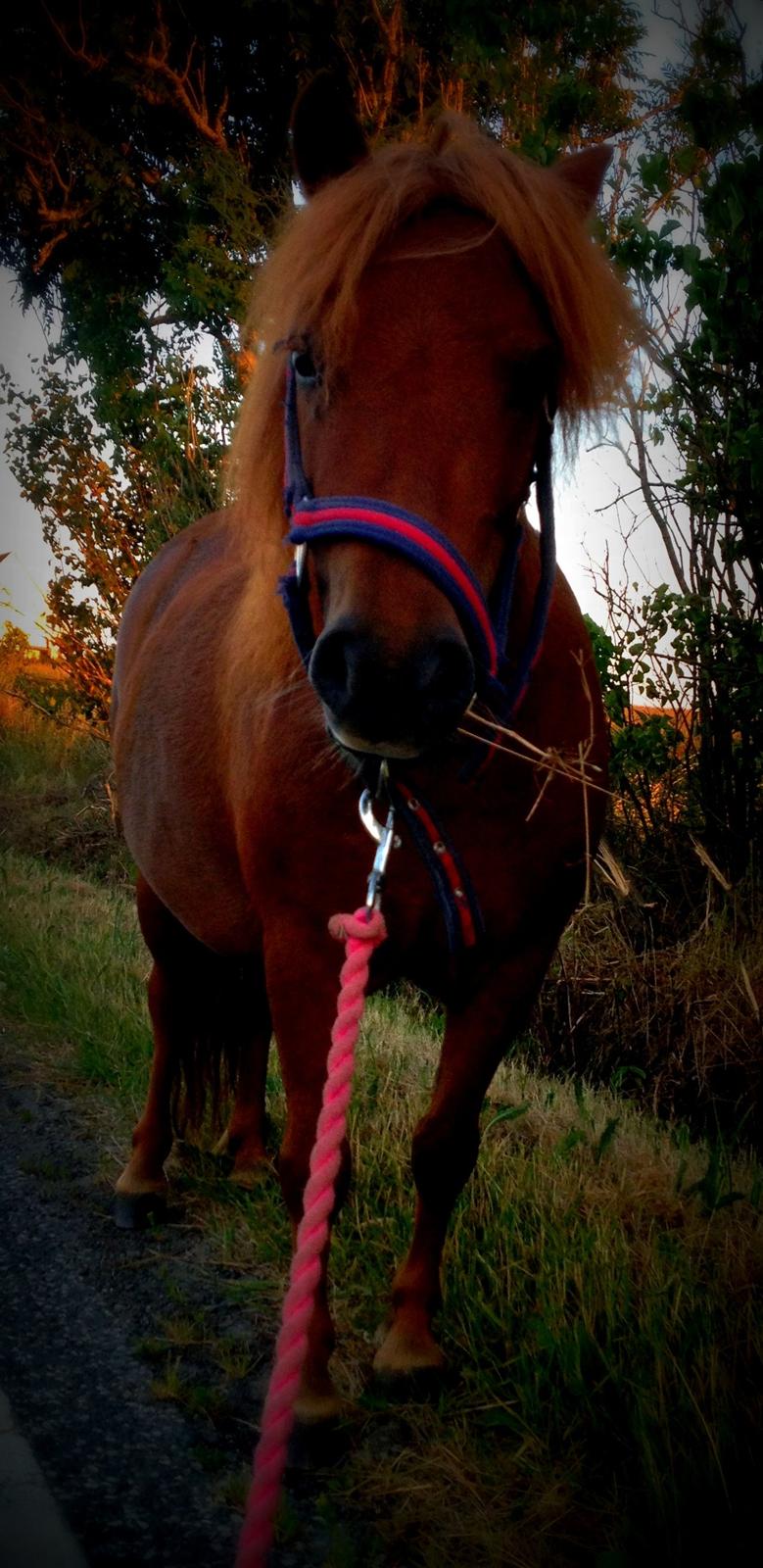 Shetlænder Maddie billede 7