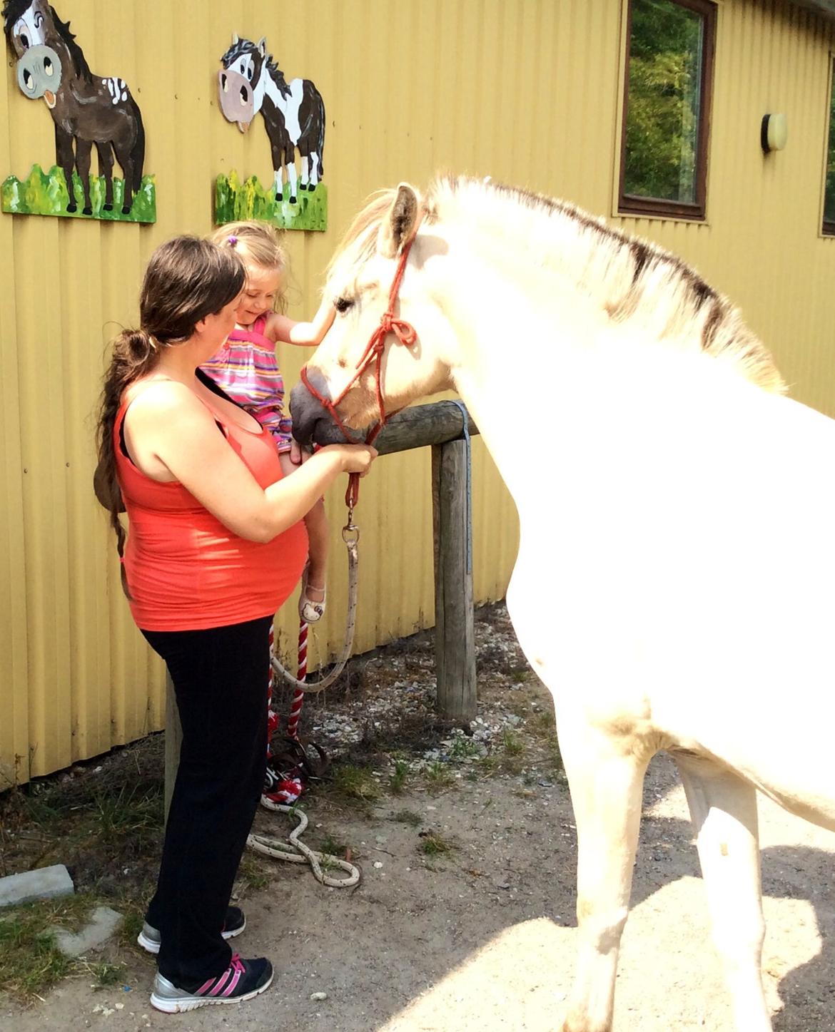 Fjordhest Åmosegaards Fanta billede 28