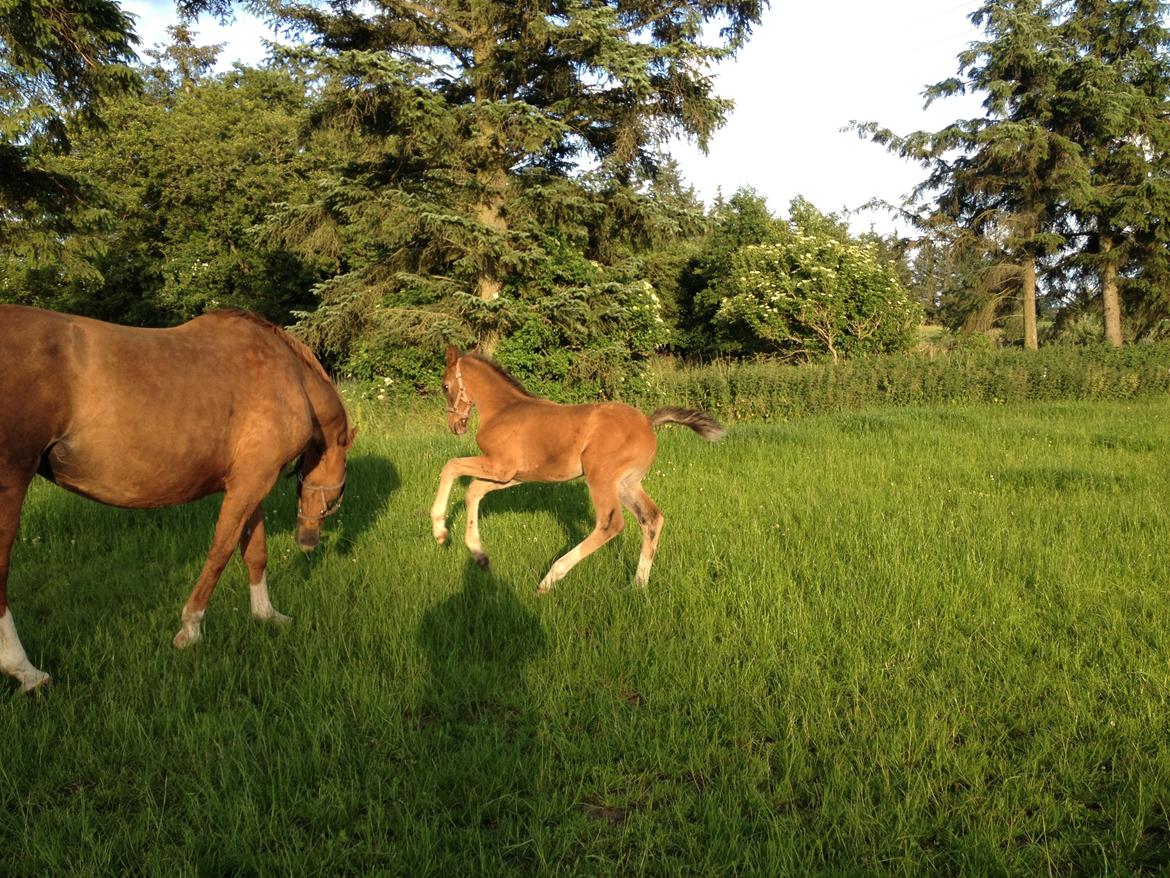 Dansk Varmblod Lindegaardens Emmelie billede 13