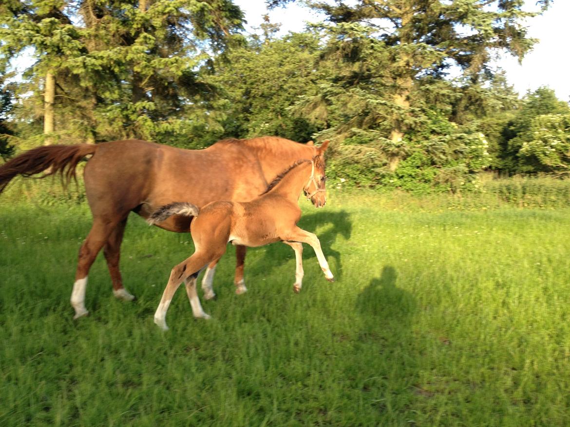 Dansk Varmblod Lindegaardens Emmelie billede 12