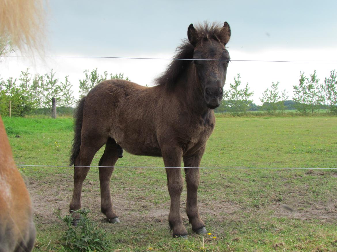 Shetlænder Domino af Bjørholm billede 7