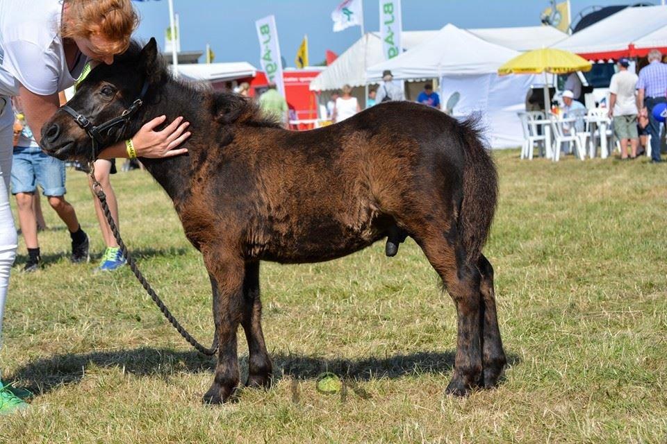 Shetlænder Domino af Bjørholm billede 1