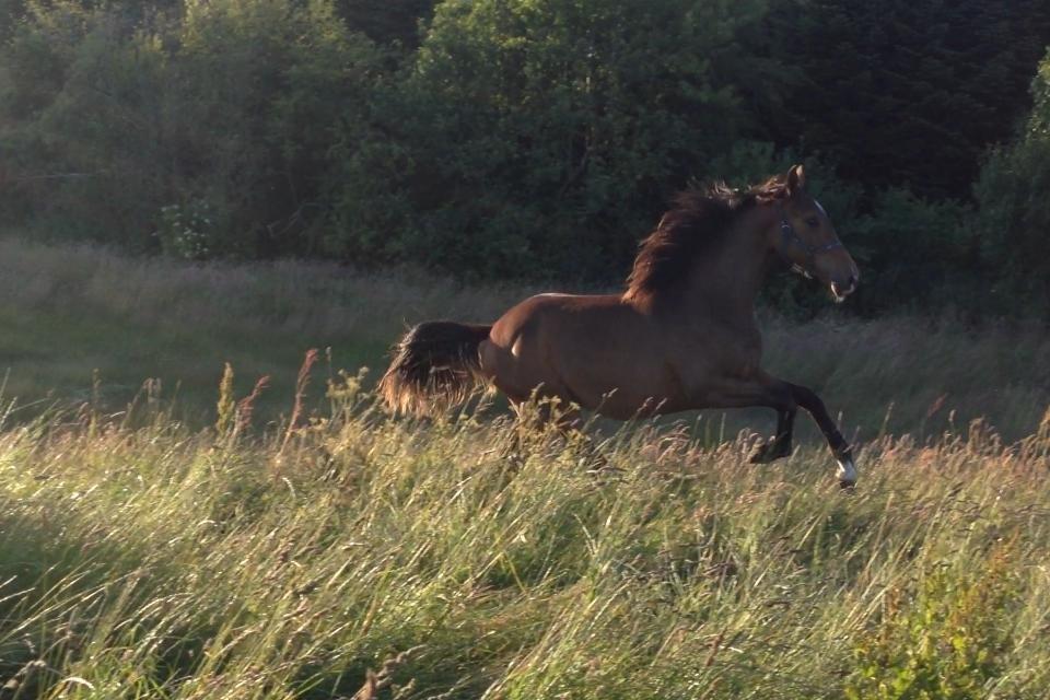 Dansk Varmblod Lindegaardens Emmelie billede 3