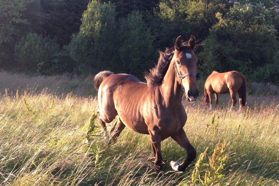 Dansk Varmblod Lindegaardens Emmelie billede 1