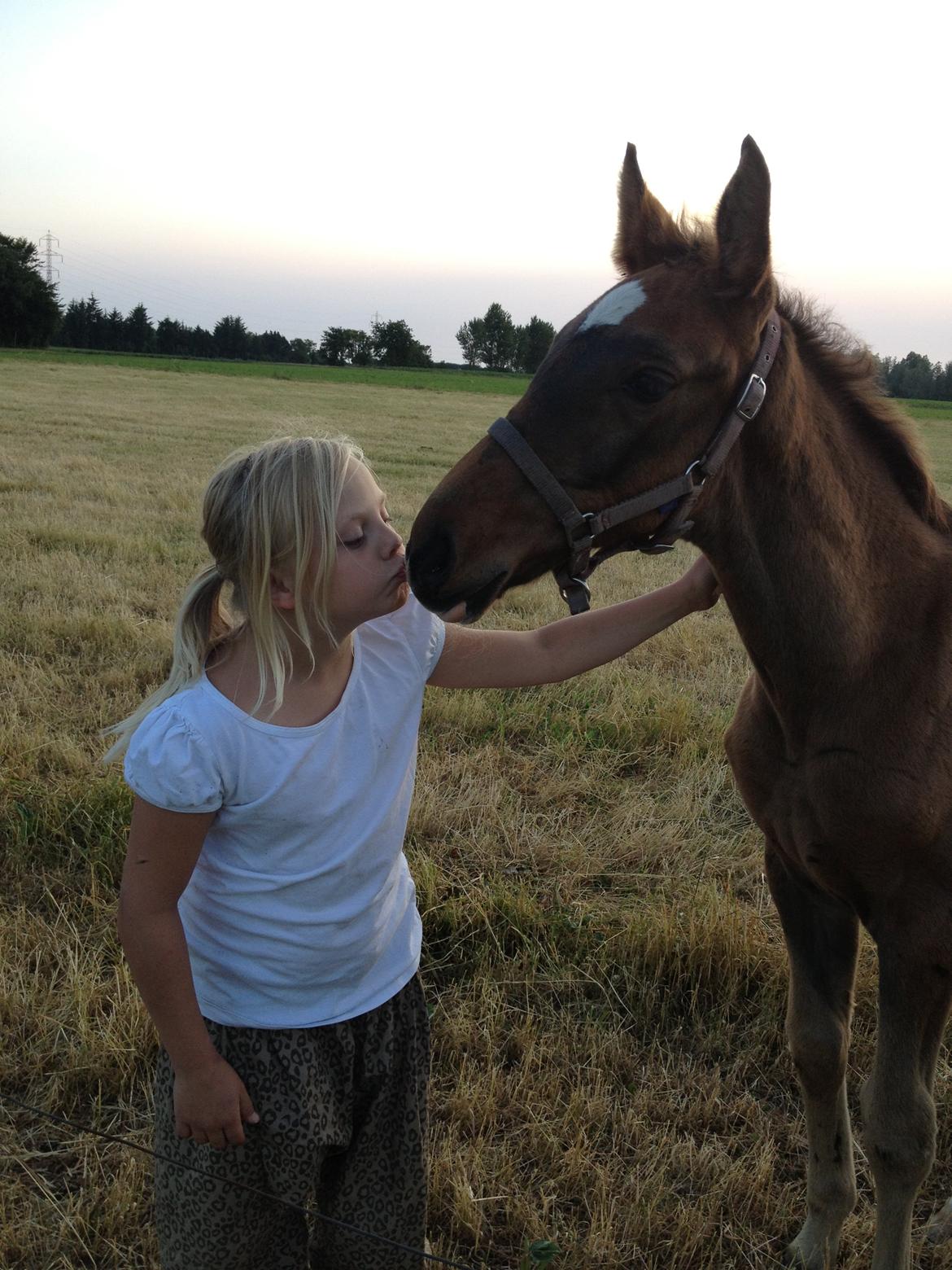 Dansk Varmblod Lindegaardens Emmelie billede 6