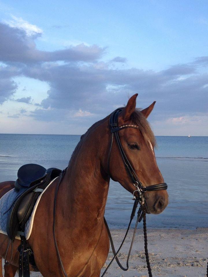 New Forest Jægersmindes Mel Gibson B-pony - Gib på stranden sommer 2014 billede 22