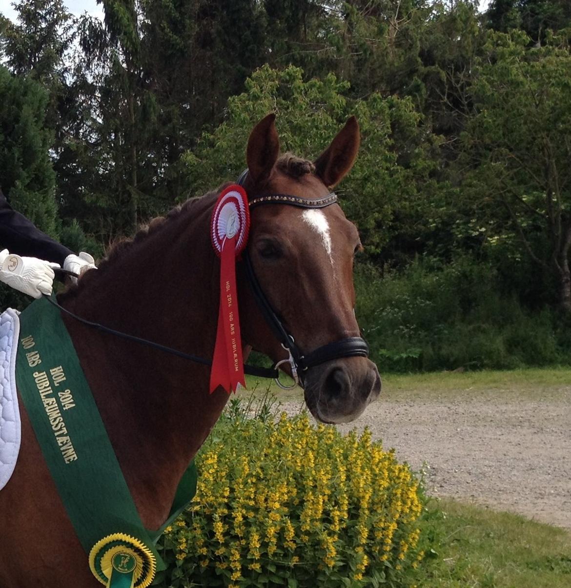 New Forest Jægersmindes Mel Gibson B-pony - Vinder af LA4 på HOL billede 27