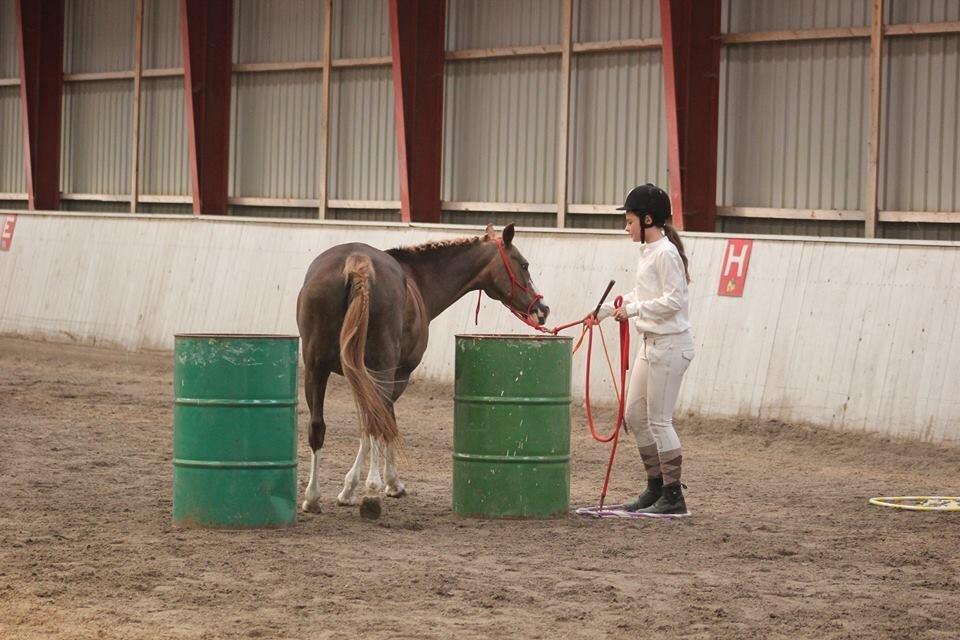 Anden særlig race La Petit rouge billede 15