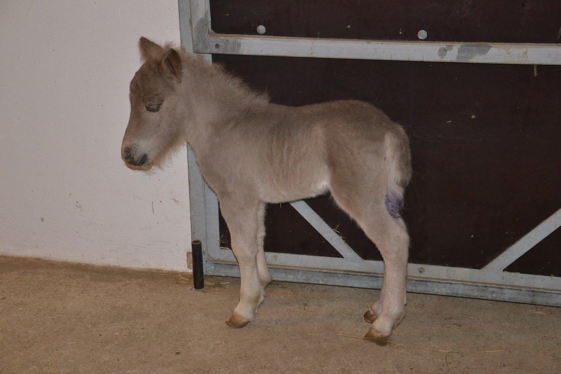 Shetlænder Pindstruphavens Silver Belle billede 1