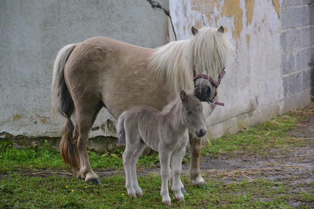 Shetlænder Pindstruphavens Silver Belle billede 3