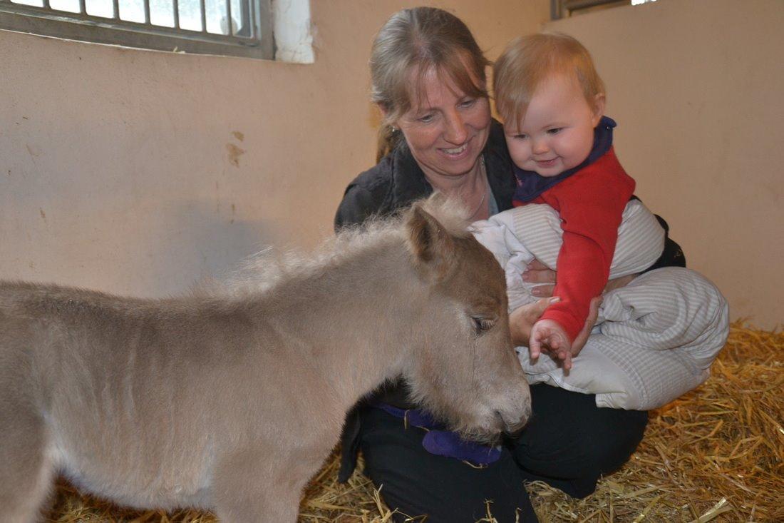Shetlænder Pindstruphavens Silver Belle billede 4