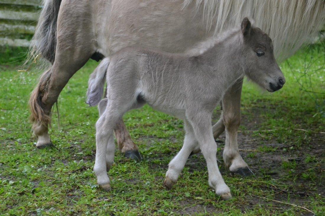 Shetlænder Pindstruphavens Silver Belle billede 2