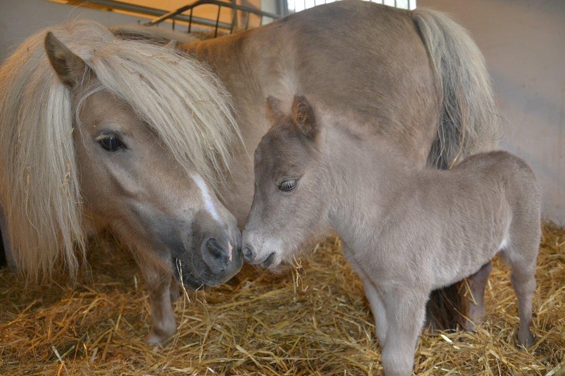 Shetlænder Pindstruphavens Silver Belle billede 6