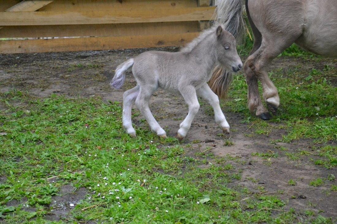 Shetlænder Pindstruphavens Silver Belle billede 7
