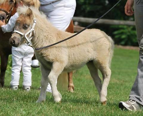 Shetlænder Pindstruphavens Silver Belle billede 5