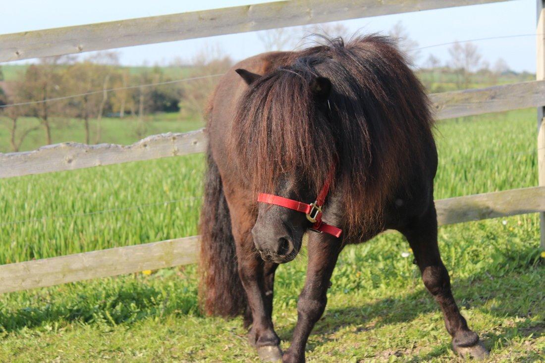 Shetlænder Tranholm's Penelope billede 5