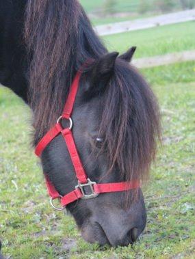 Shetlænder Tranholm's Penelope billede 6