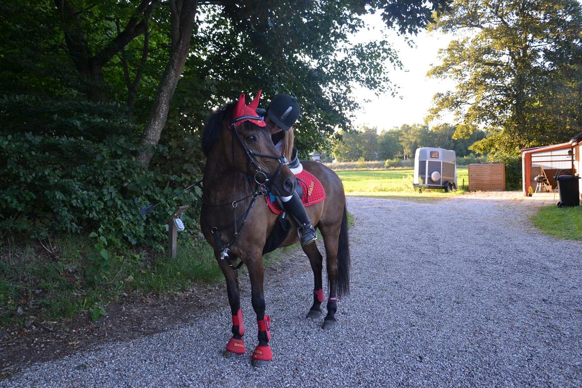 Anden særlig race Balou - Prisen i mit liv ! 2 rosetter + 2 klasser! billede 16