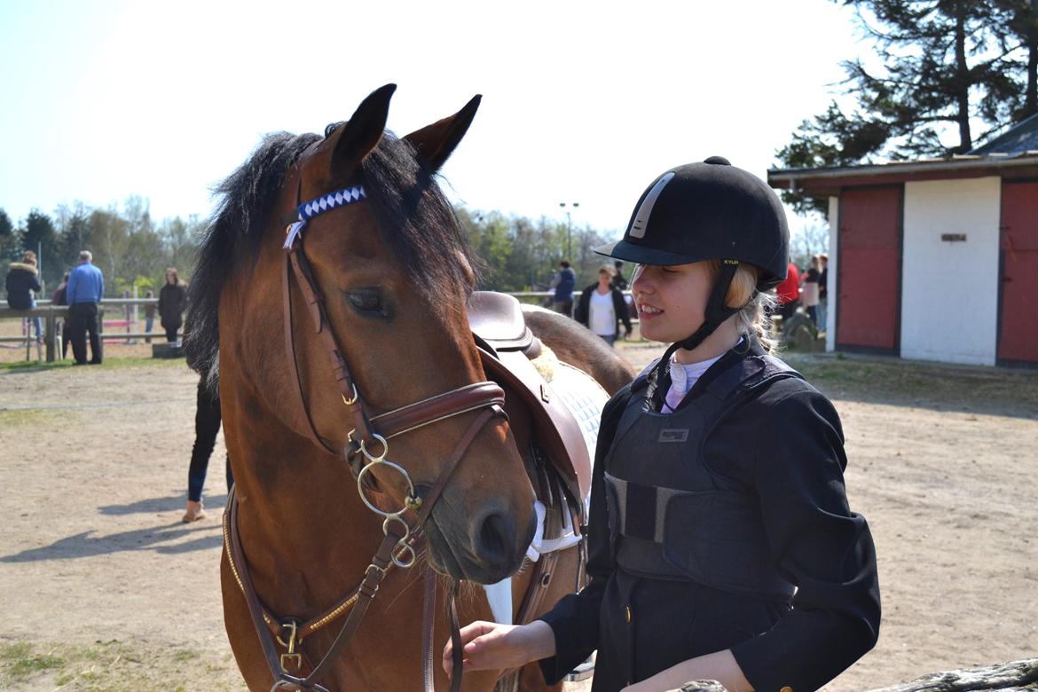 Anden særlig race Halkærhus Painted Pony Aladdin - Velkommen til Aladdins Profil <3 til stævne i tune :-) billede 2