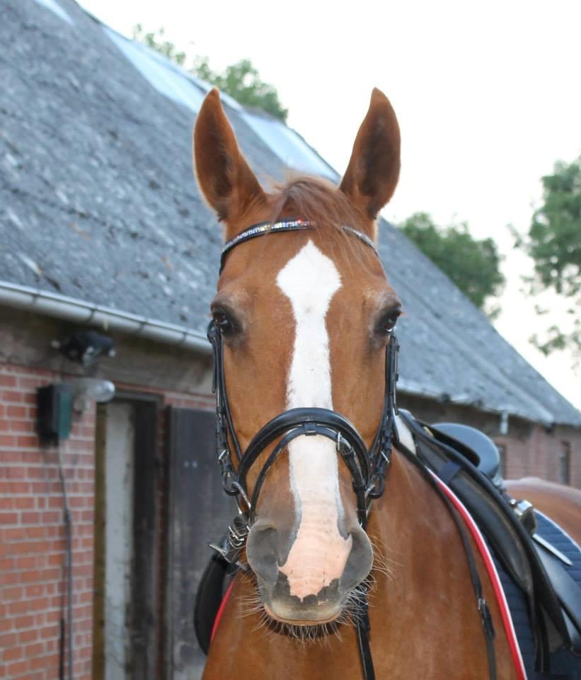 Frederiksborg Astri Fuglebjerg billede 12