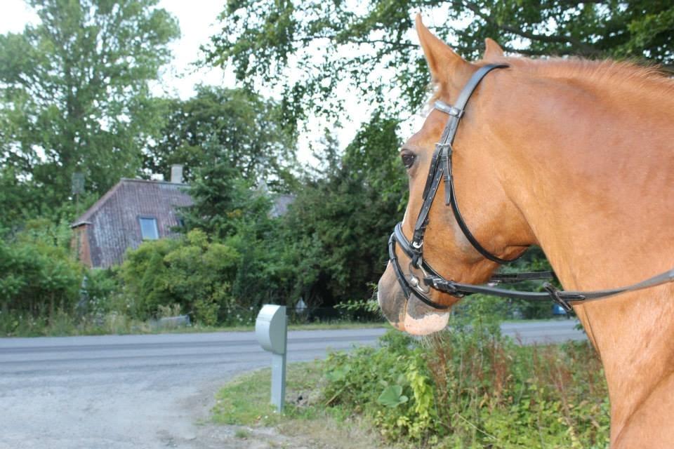 Frederiksborg Astri Fuglebjerg billede 13