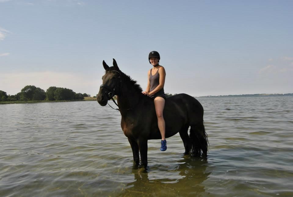 Dansk Varmblod WILD CARD - Første badetur med Wild Card - perfekt dag :)  billede 3