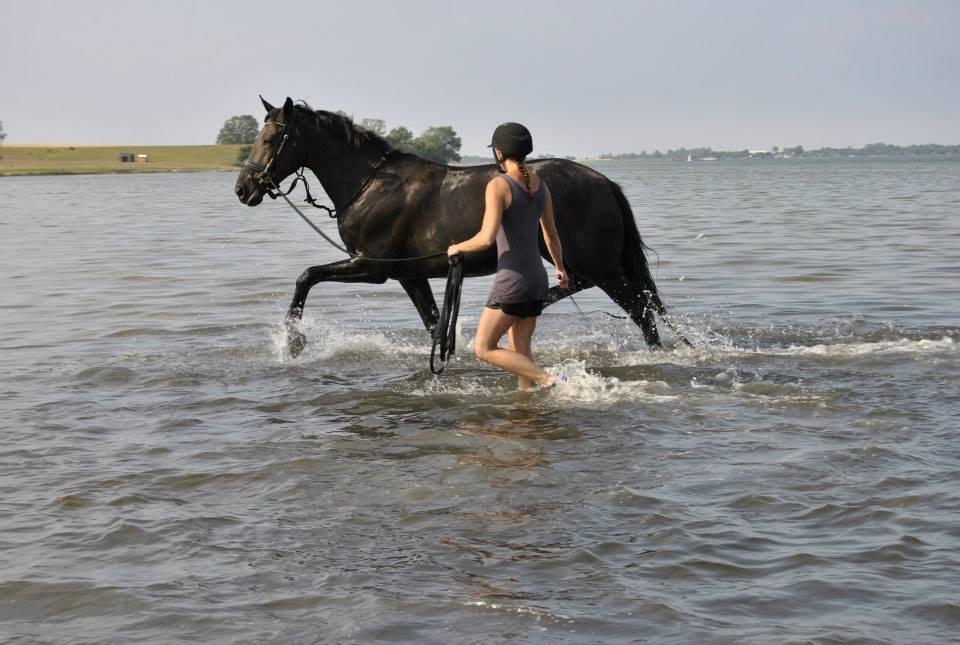 Dansk Varmblod WILD CARD billede 4