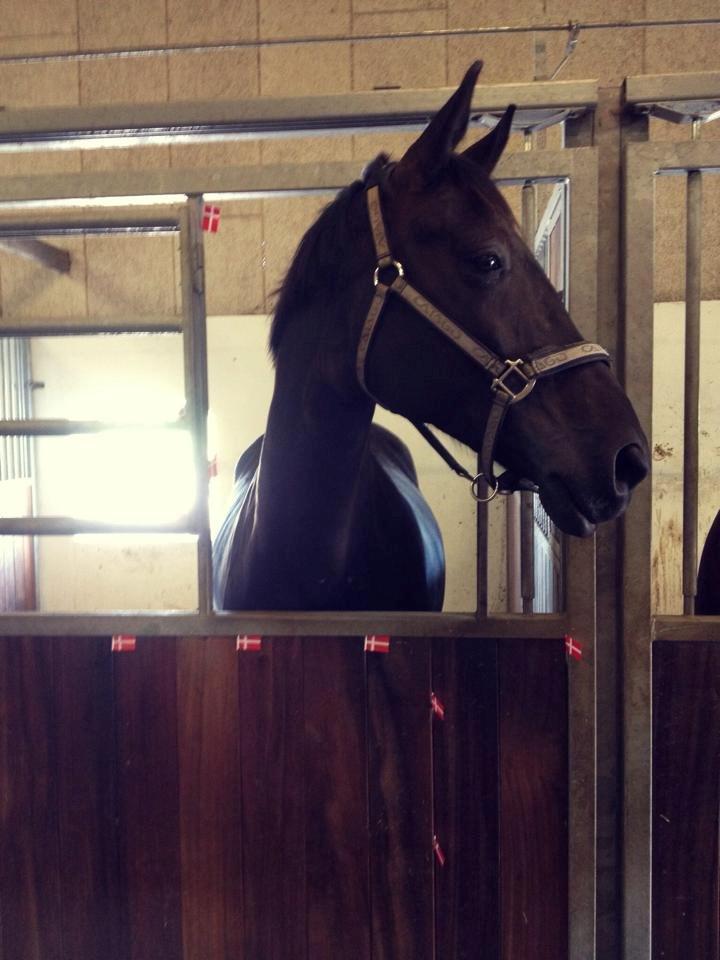 Dansk Varmblod WILD CARD - Wild Card 9 års fødselsdag billede 5