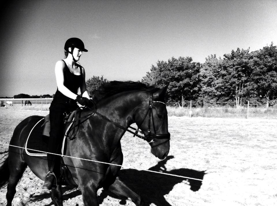 Dansk Varmblod WILD CARD - Undervisning Juli 2014 billede 6