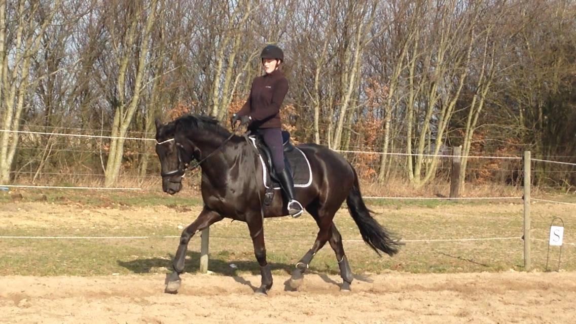 Dansk Varmblod WILD CARD - Undervisning marts 2014 billede 7