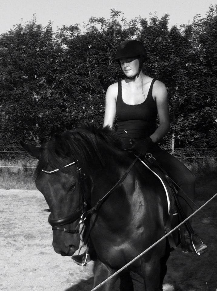 Dansk Varmblod WILD CARD billede 8