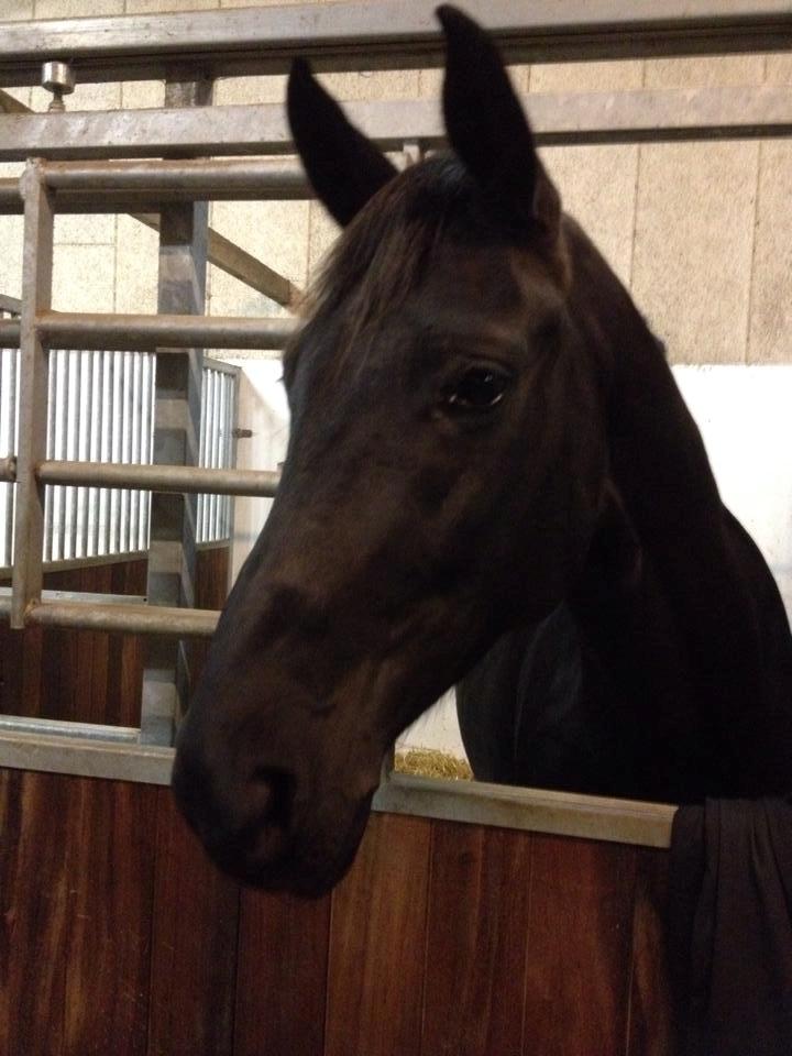 Dansk Varmblod WILD CARD billede 9