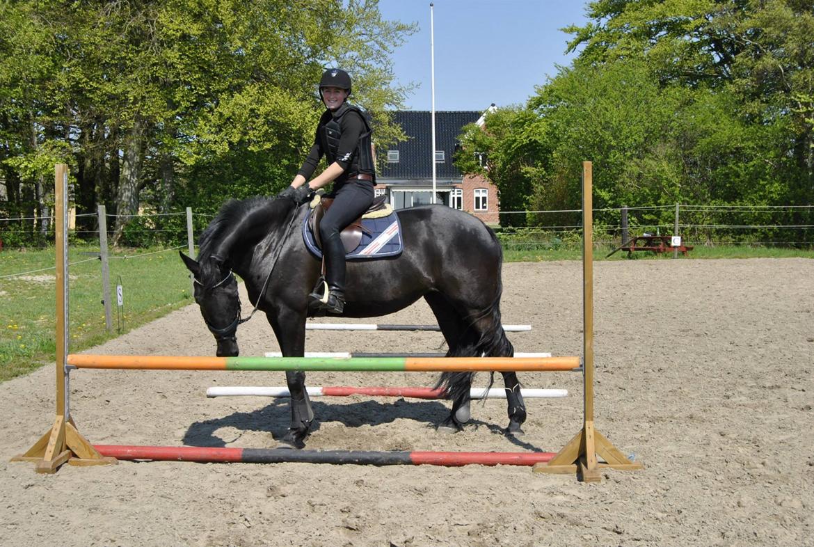 Dansk Varmblod WILD CARD - Spring for 4. gang  billede 10