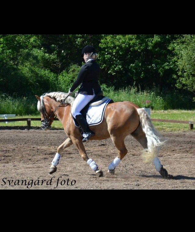 Haflinger Blue Star <3 - Kommunemesterskkab 2014 billede 12