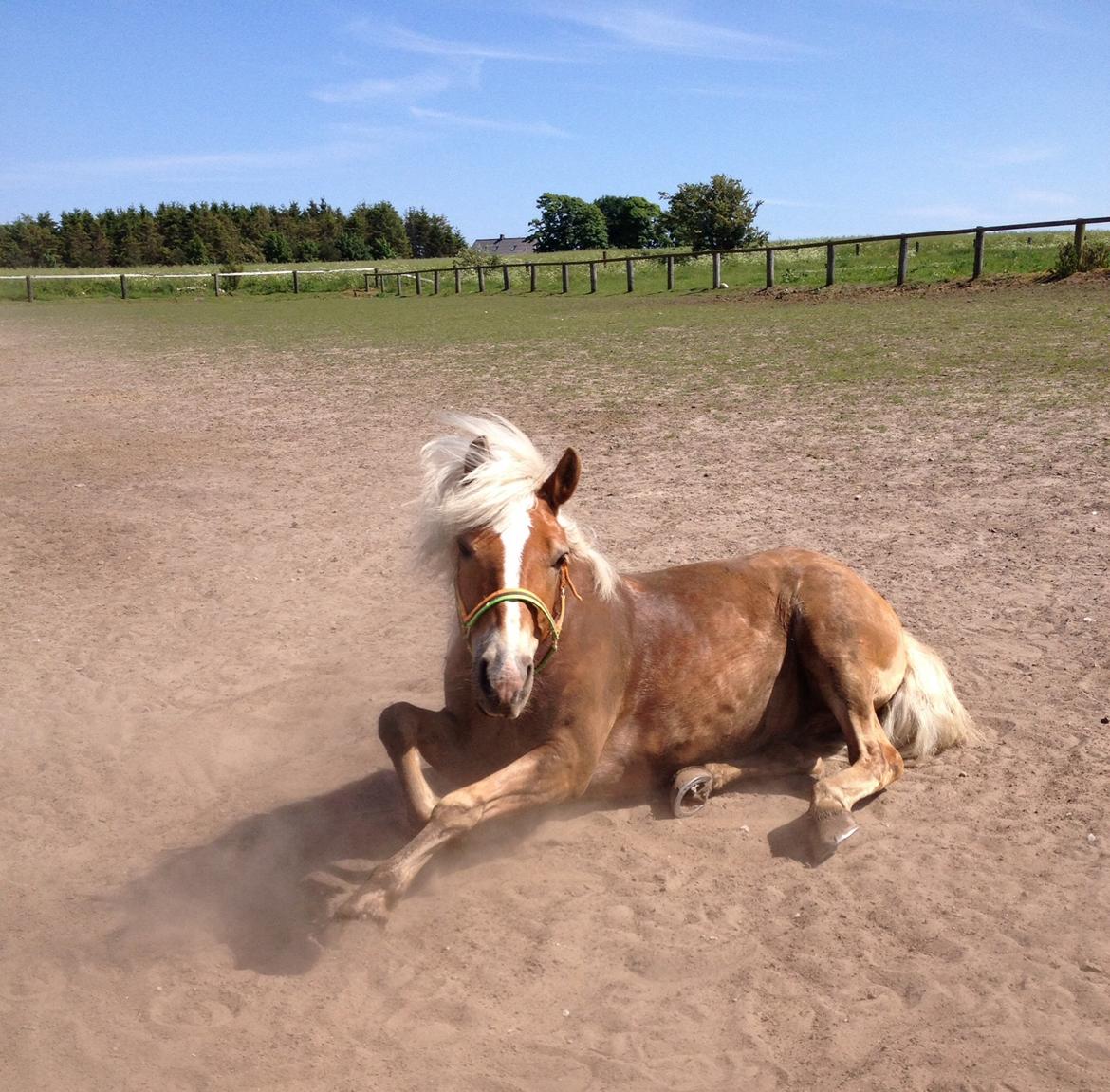 Haflinger Blue Star <3 - :) billede 2