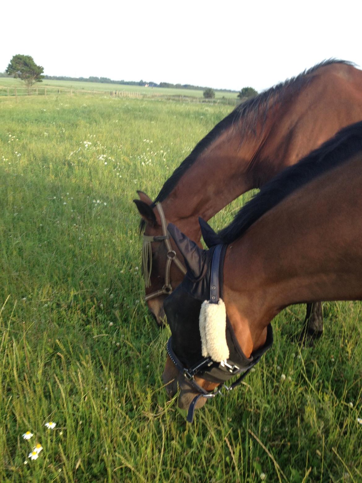 Oldenborg BRUNETTHE "himmelhesten<3" billede 11