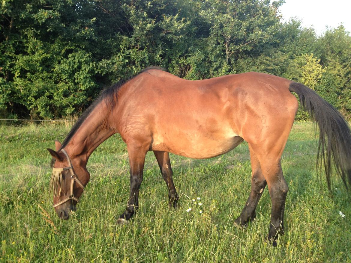 Oldenborg BRUNETTHE "himmelhesten<3" billede 2