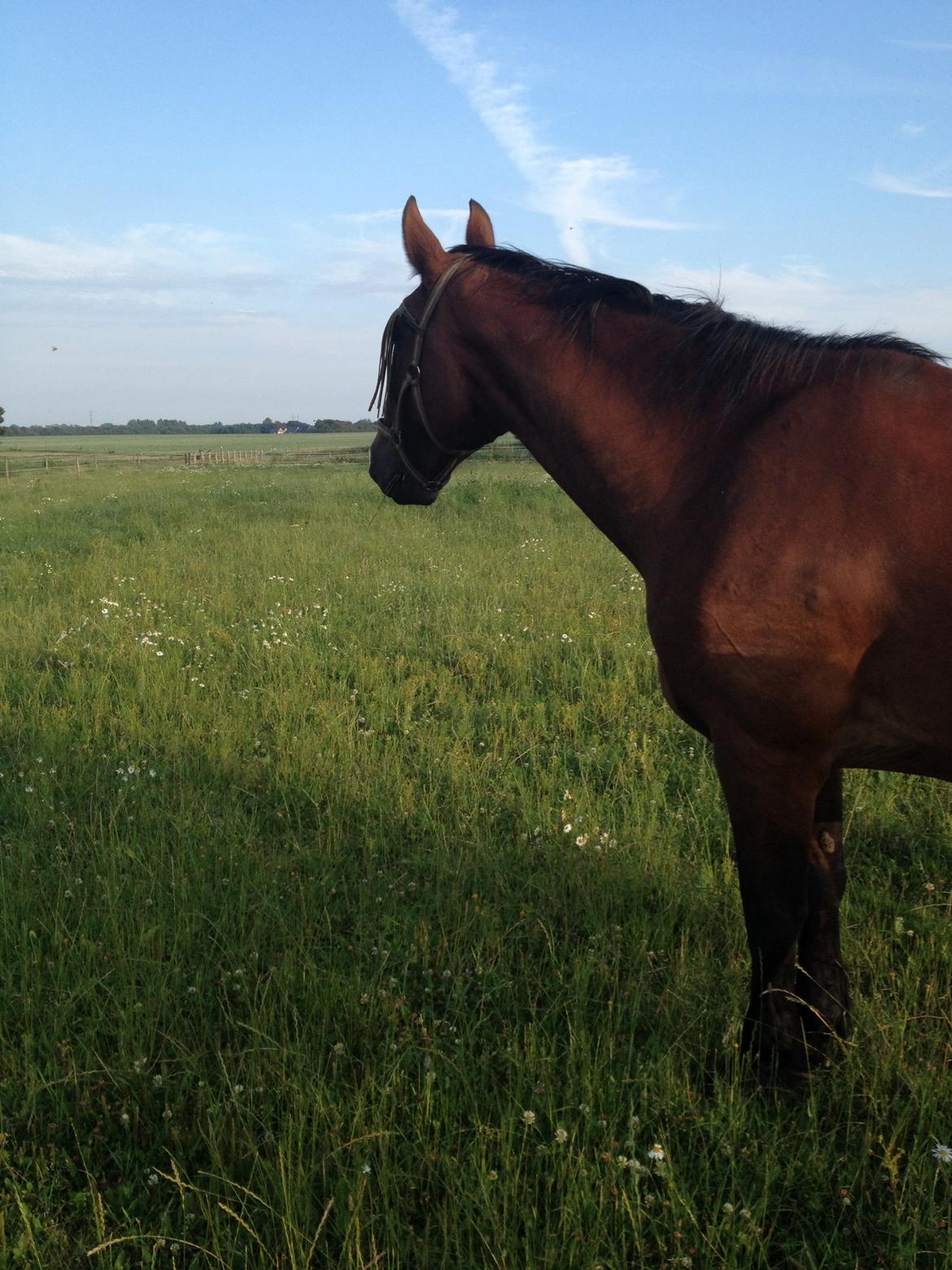 Oldenborg BRUNETTHE "himmelhesten<3" billede 3
