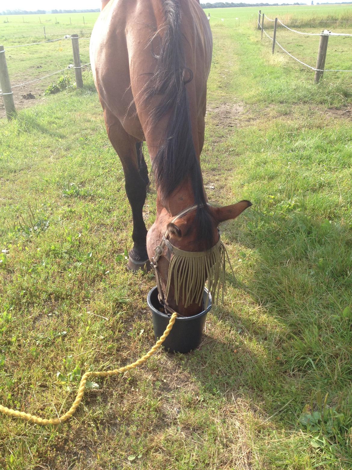 Oldenborg BRUNETTHE "himmelhesten<3" billede 6