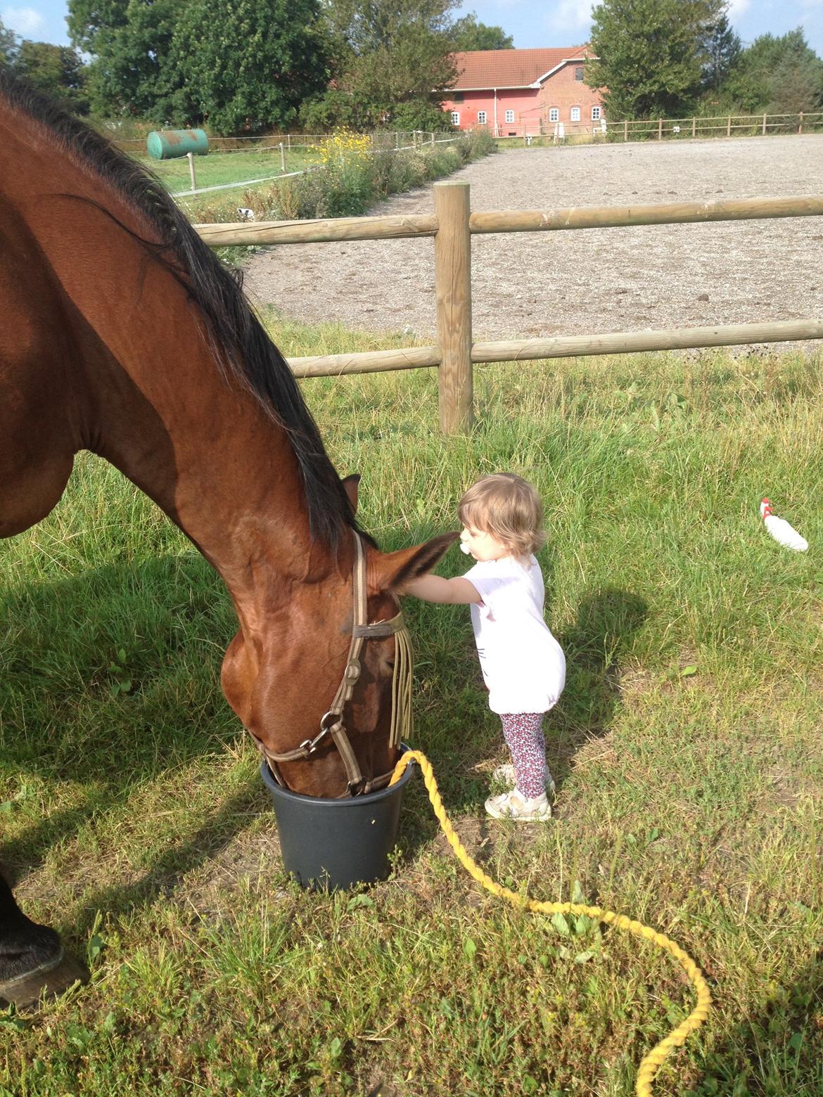 Oldenborg BRUNETTHE "himmelhesten<3" - Safiya & Brunetthe  billede 7
