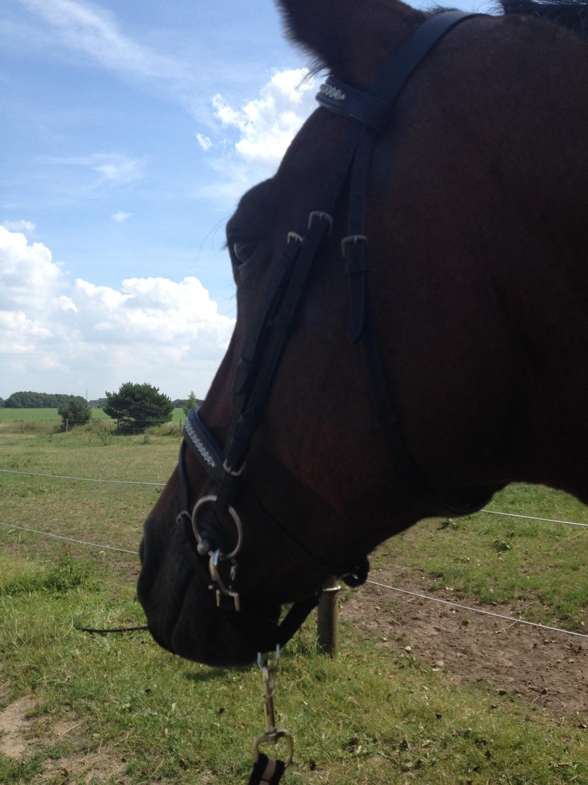 Oldenborg BRUNETTHE "himmelhesten<3" billede 8