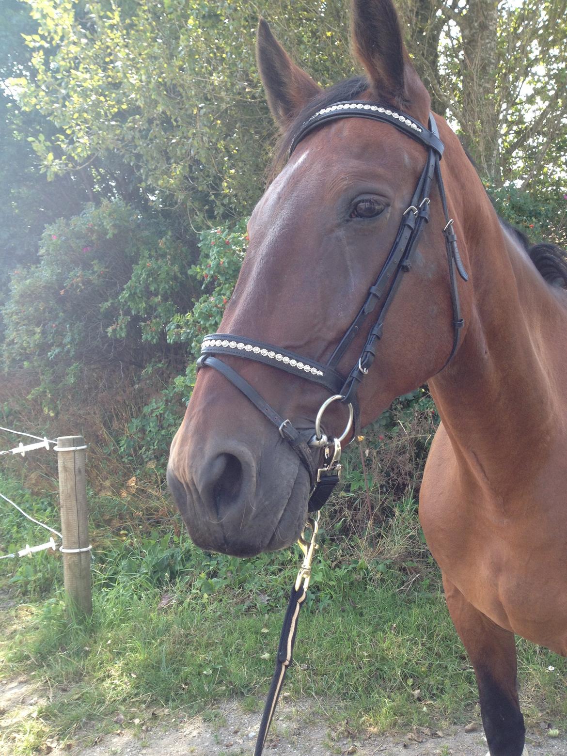 Oldenborg BRUNETTHE "himmelhesten<3" billede 10