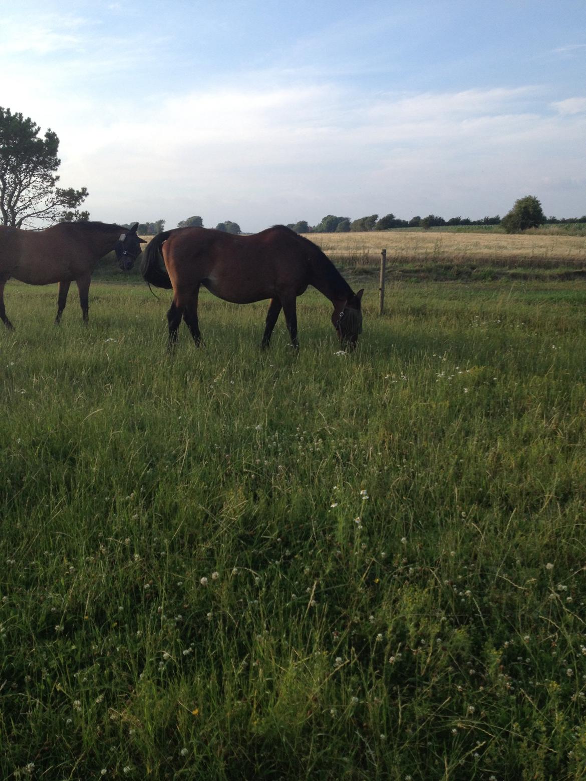 Oldenborg BRUNETTHE "himmelhesten<3" billede 13