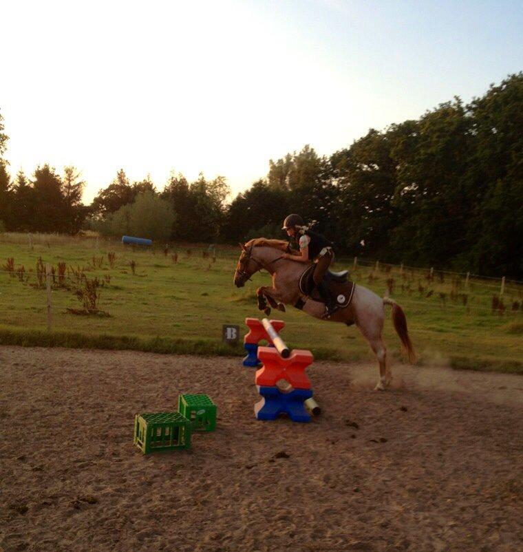 Hollandsk Sportspony Billy Boy - første gang vi sprang 80cm<3 billede 21