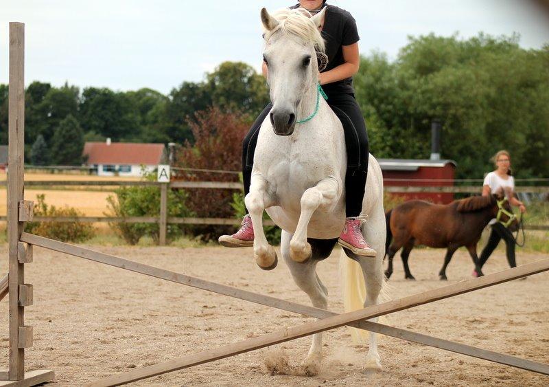 Anden særlig race Raija l Soulmate l <3 - 2 ♥ - Afslutningsshow på ridelejren hos Mia Lykke Nielsen. En fantastisk uge, fantastiske mennesker og min fantastiske pony ♥ ( Foto: Lillesøster ) ♥ 13. juli 2014 billede 2